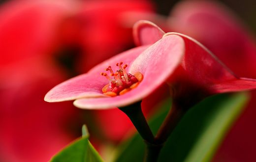 Euphorbia millii flower online