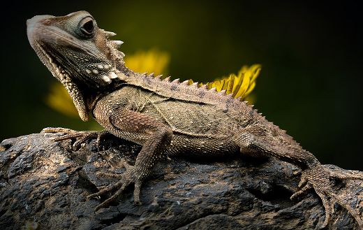 Forest dragon lizard puzzle