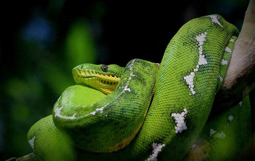 Green anaconda online
