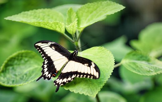 Ornythion swallowtail butterfly