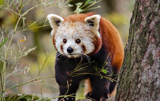 Red little cat panda bear puzzle