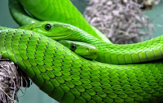 Two green snakes online