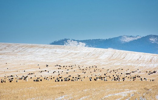 Herd of sheeps online