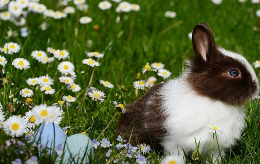 Bunny flowers online