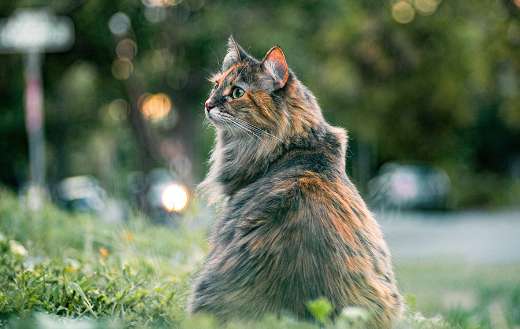 Dusk whiskers domestic cat