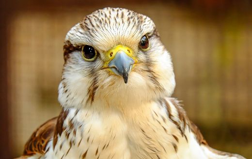 Gyrfalcon online
