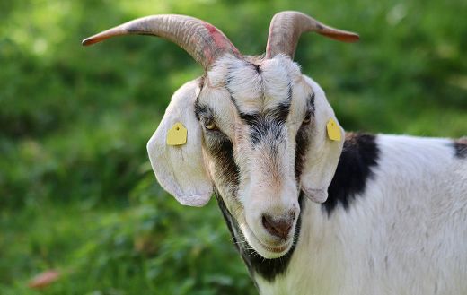 Horned goat online