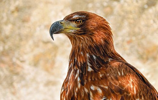 Of prey eagle online