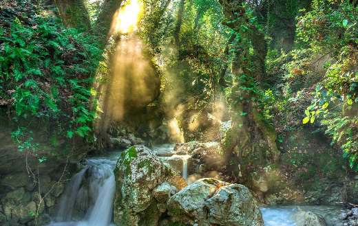 Rainforest jungle puzzle