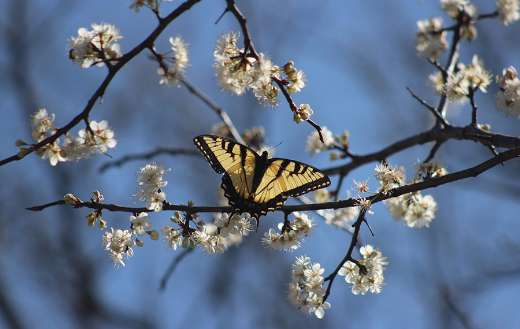 Swallow tail butterfly