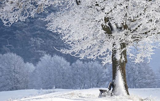 Winter time bank tree