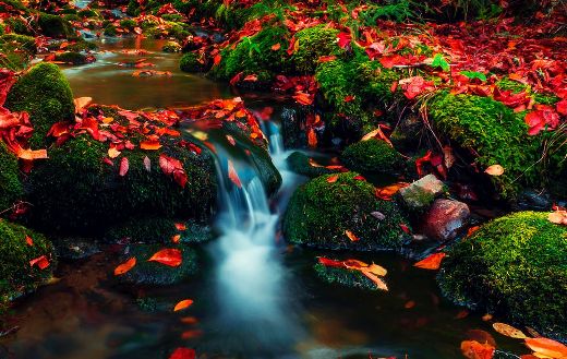 Water with red leaves puzzle
