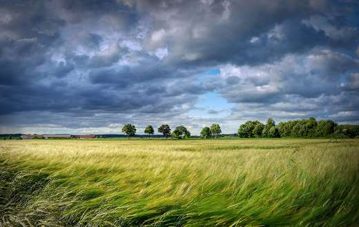 Cereals grain field