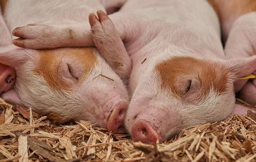Sweet sleeping piglets puzzle