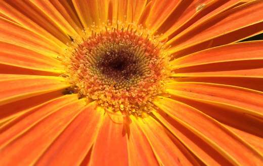 Daisy floral yellow bloom