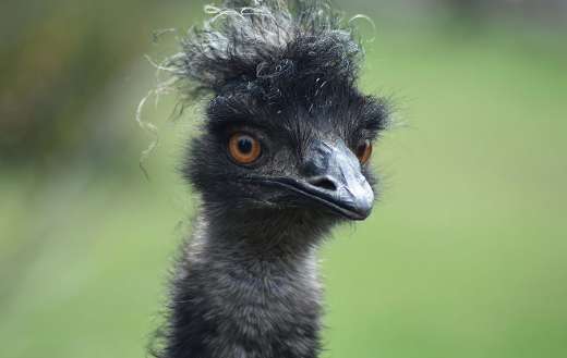 Emu bird flightless puzzle