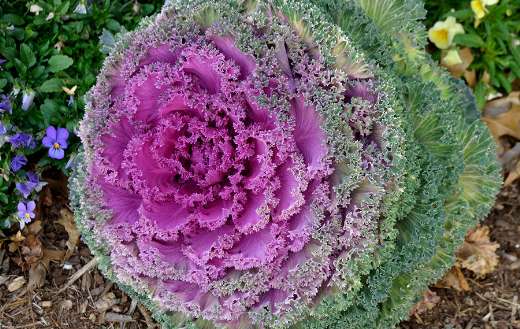 Kale natural healthy vegetables