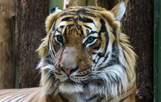Tiger portrait online