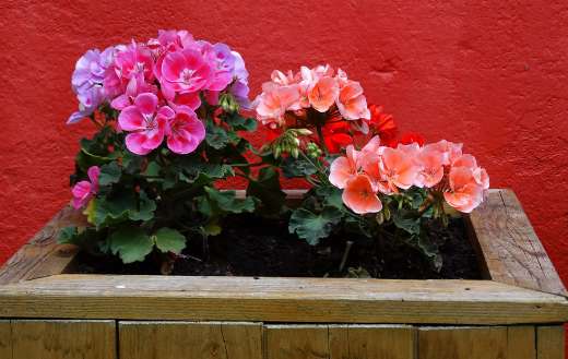 Geraniums flowers online