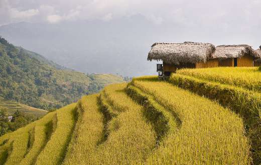 Hoang su phi rice terraces