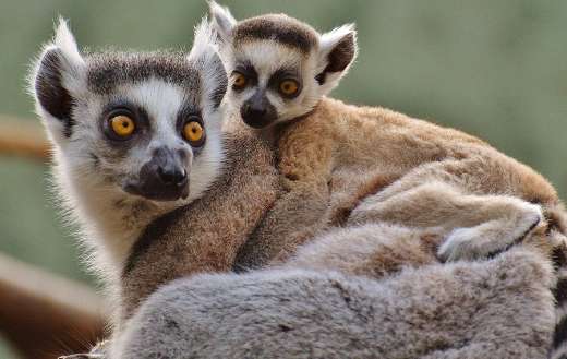 Lemurs online