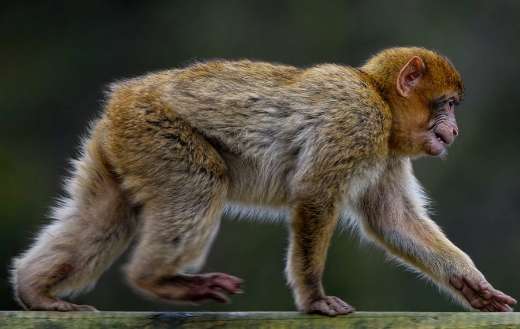 Barbary macaque monkey