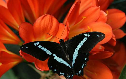 Close up red flowers butterfly