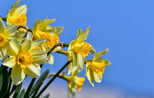 Daffodils spring season