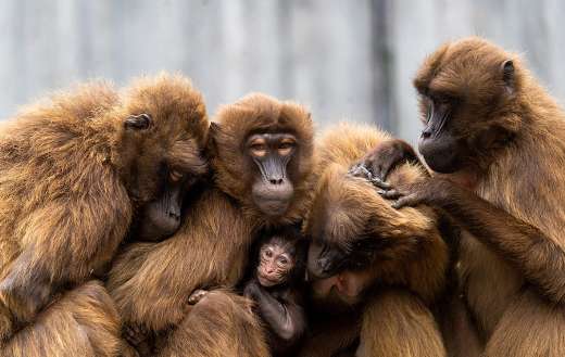 Family brown monkeys