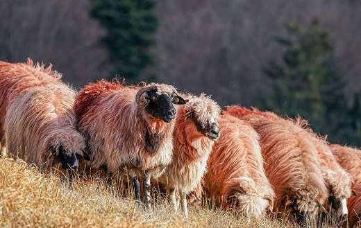 Glassland sheep lamb puzzle