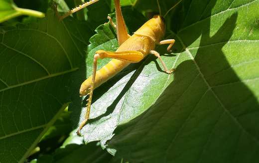 Yellow grasshopper online