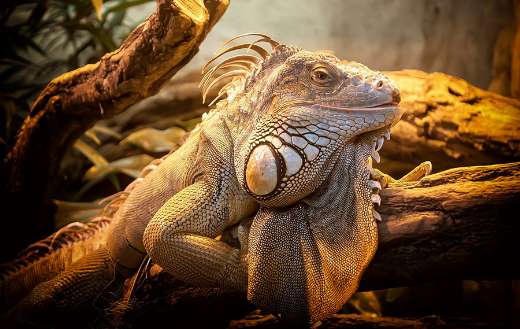 Lizard scales reptile puzzle