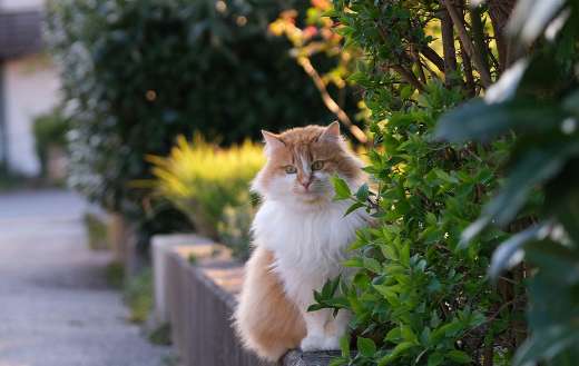 Long hair domestic cat