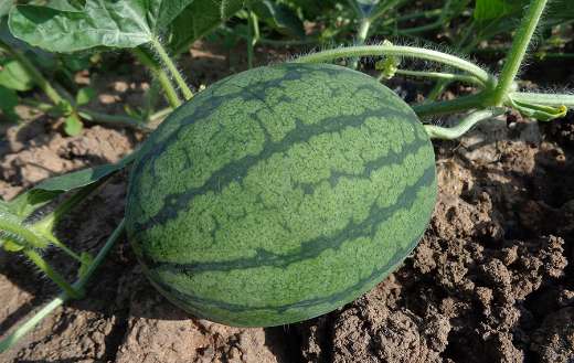 Watermelon organic puzzle
