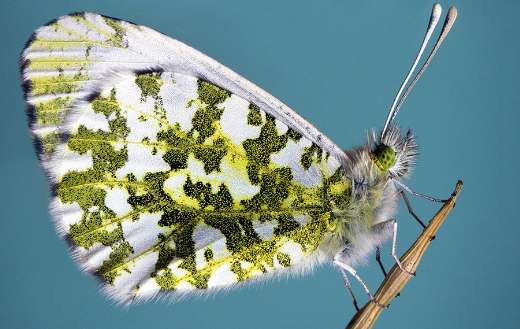 Close up butterfly antenna