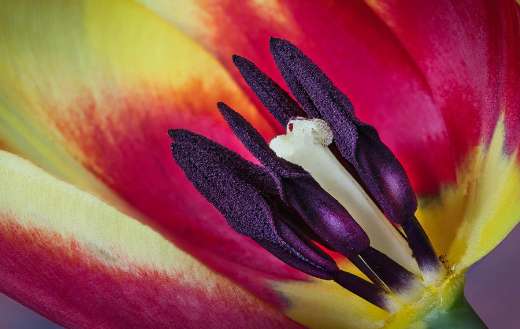 Close up tulip flowers
