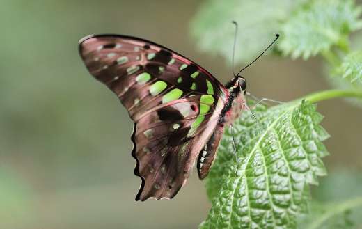 Green drexel butterfly