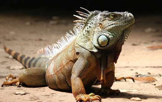 Fat big iguana puzzle.