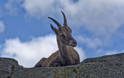 Ibex horns ruminant puzzle