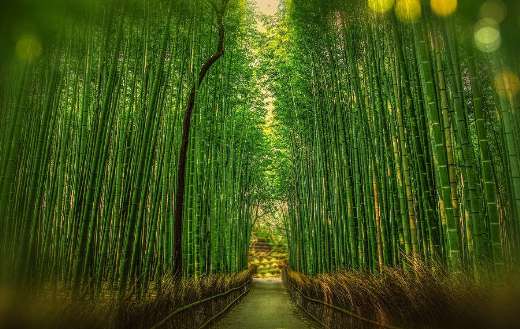 Kyoto Japan bamboo