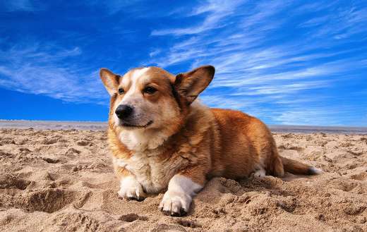 Welsh corgi pet dog
