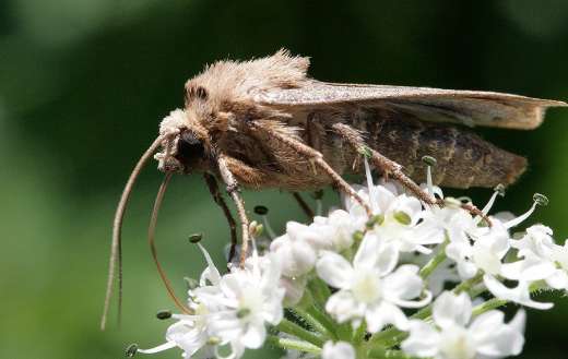 Brown insect white flower