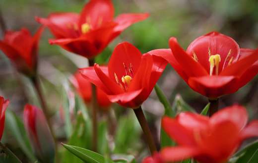 Fusilier tulip online