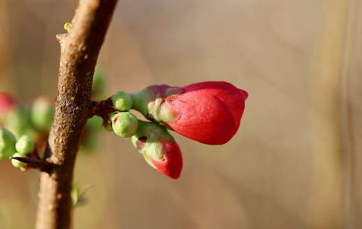 Japanese quince online