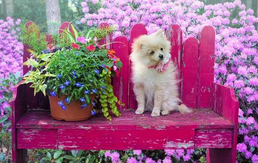 Pomeranian dog pink background