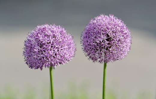 Allium round purple flower