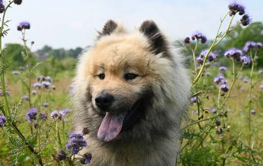 super cute pet canine dog