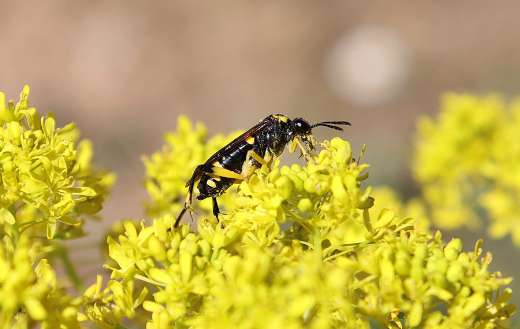 Wasp insect pollination