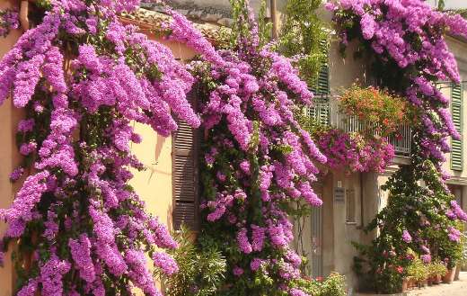 Bougainvillea flowers puzzle