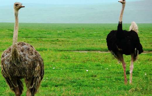 Ostriches birds online